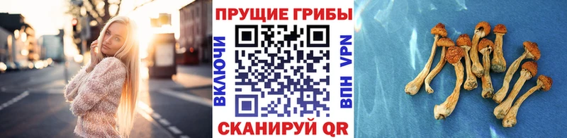 купить Краснообск Псилоцибиновые грибы MAGIC MUSHROOMS